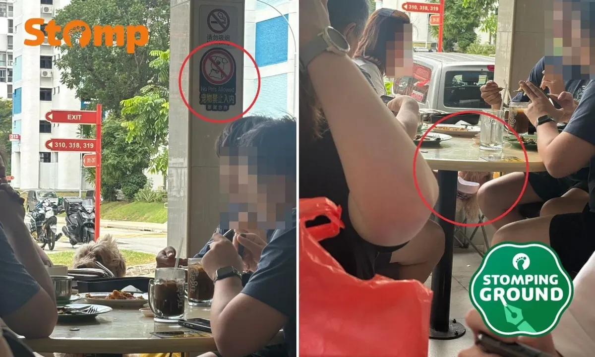 Pengunjung Kafe di Singapura Soroti Anjing Duduk di Tanda Larangan