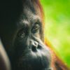 BKSDA Sampit Pantau Kemunculan Orang Utan di Kotawaringin Timur