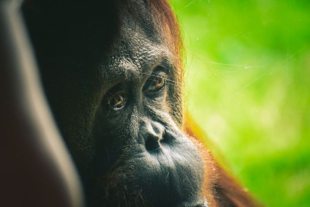 BKSDA Sampit Pantau Kemunculan Orang Utan di Kotawaringin Timur