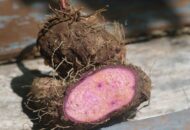 Wakapolri memimpin Upacara Hari Juang Polri di Mabes Polri