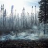 Kebakaran Hutan Eropa Ancam Kesehatan Paru dan Ekosistem