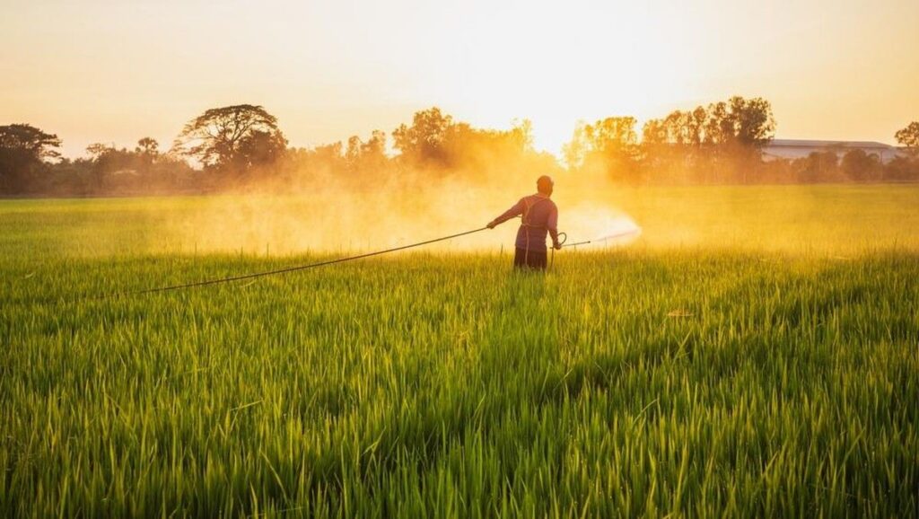 Petani di China Rugi Besar Setelah Ikuti Saran AI untuk Pengendalian Gulma