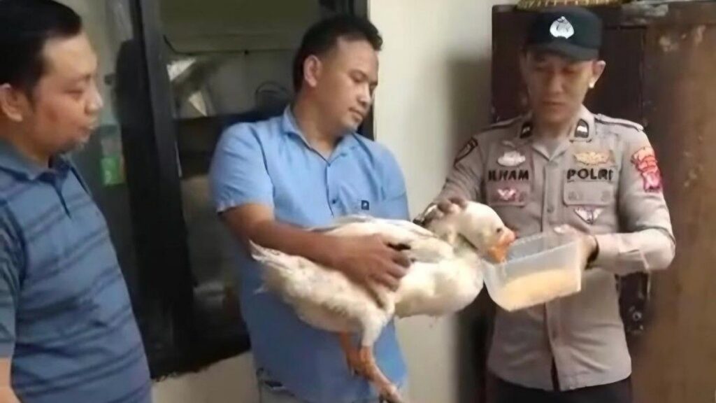 Polsek Parung Tangkap Remaja Pencuri Angsa di Bogor