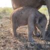 Bayi Gajah Sumatera Lahir di PKG Padang Sugihan