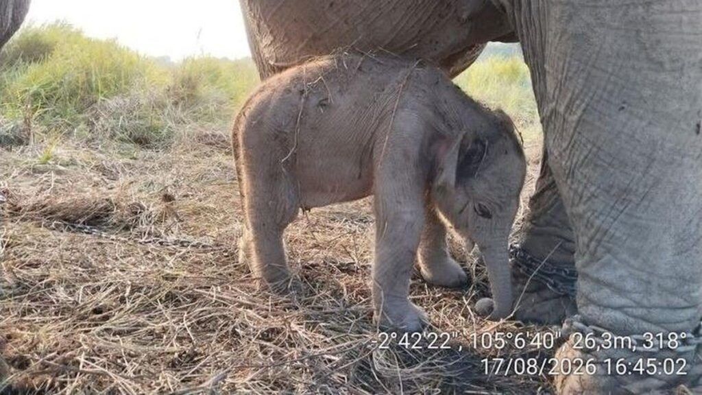 Bayi Gajah Sumatera Lahir di PKG Padang Sugihan