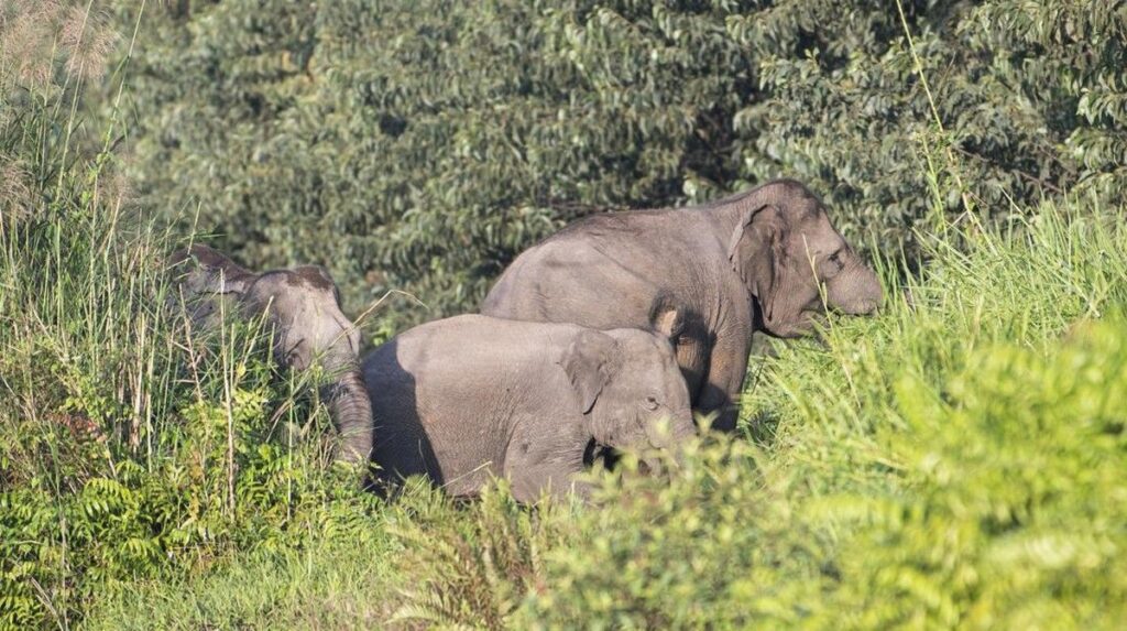 Ancaman Deforestasi Desak Keberadaan Gajah Sumatra hingga Kritis