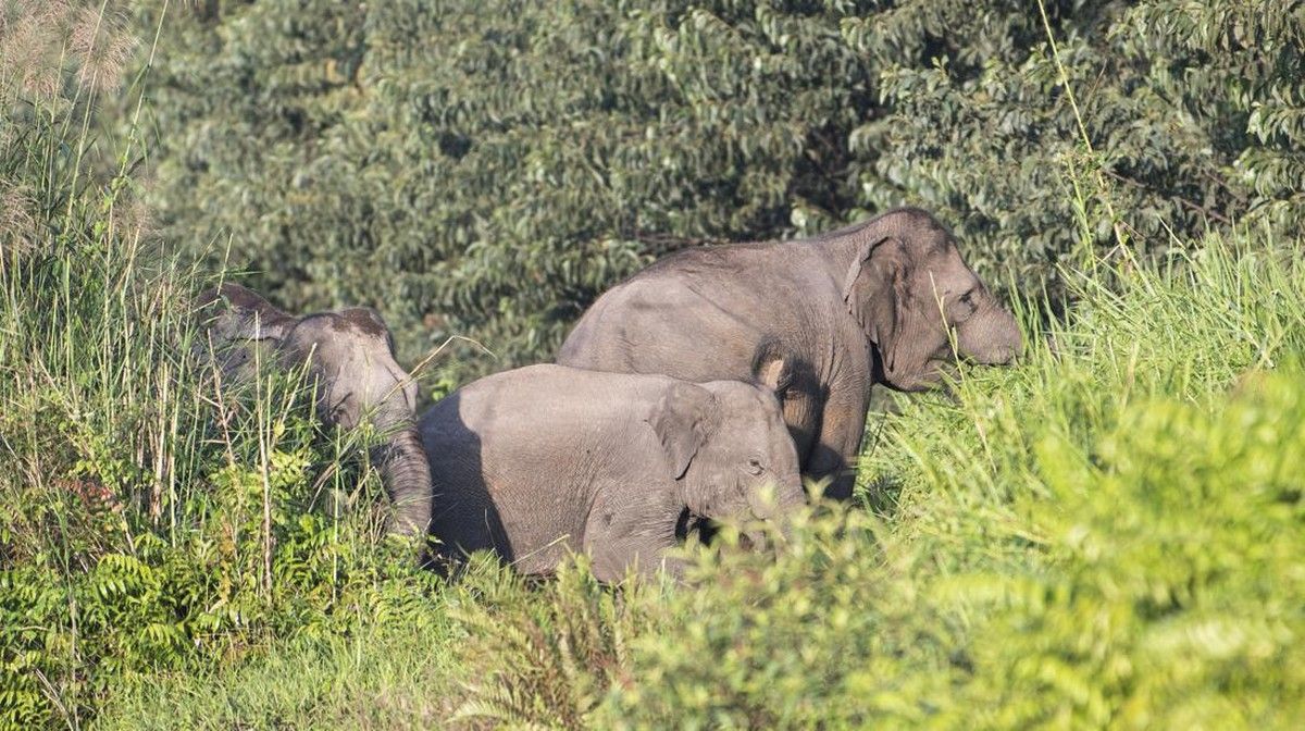 Ancaman Deforestasi Desak Keberadaan Gajah Sumatra hingga Kritis