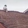 Balita 2 Tahun Memanjat Atap Rumah di Wonosobo dan Diselamatkan Warga
