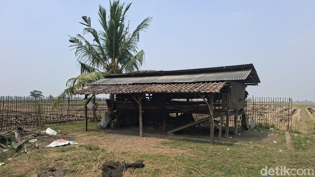 Kawanan Pencuri Sembelih 36 Kambing Milik Warga di Serang