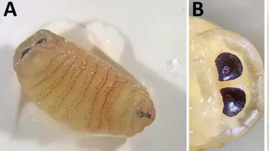 Larva Lalat Parasit Ditemukan Bersarang dalam Sinus Wanita Yunani