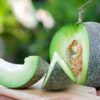 Cara Memilih Melon Matang dan Manis Agar Tidak Salah Beli