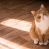 Peneliti Temukan Asam Lemak Ginjal Penentu Aroma Urine Kucing