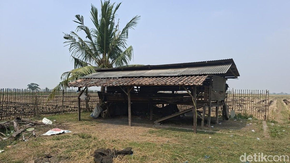 Pencuri Sembelih 46 Ekor Kambing Warga Serang di Areal Persawahan