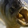Fosil Megapiranha Ungkap Evolusi dan Kehebatan Gigitan Ikan Purba