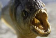 Fosil Megapiranha Ungkap Evolusi dan Kehebatan Gigitan Ikan Purba