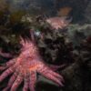 Ilmuwan Lepas Puluhan Bintang Laut Bunga Matahari di AS
