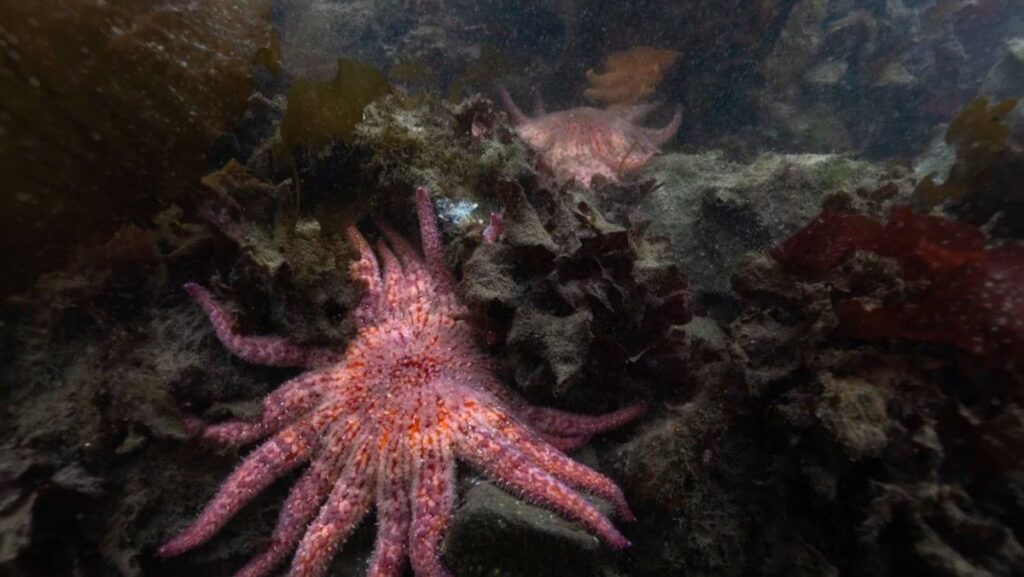 Ilmuwan Lepas Puluhan Bintang Laut Bunga Matahari di AS