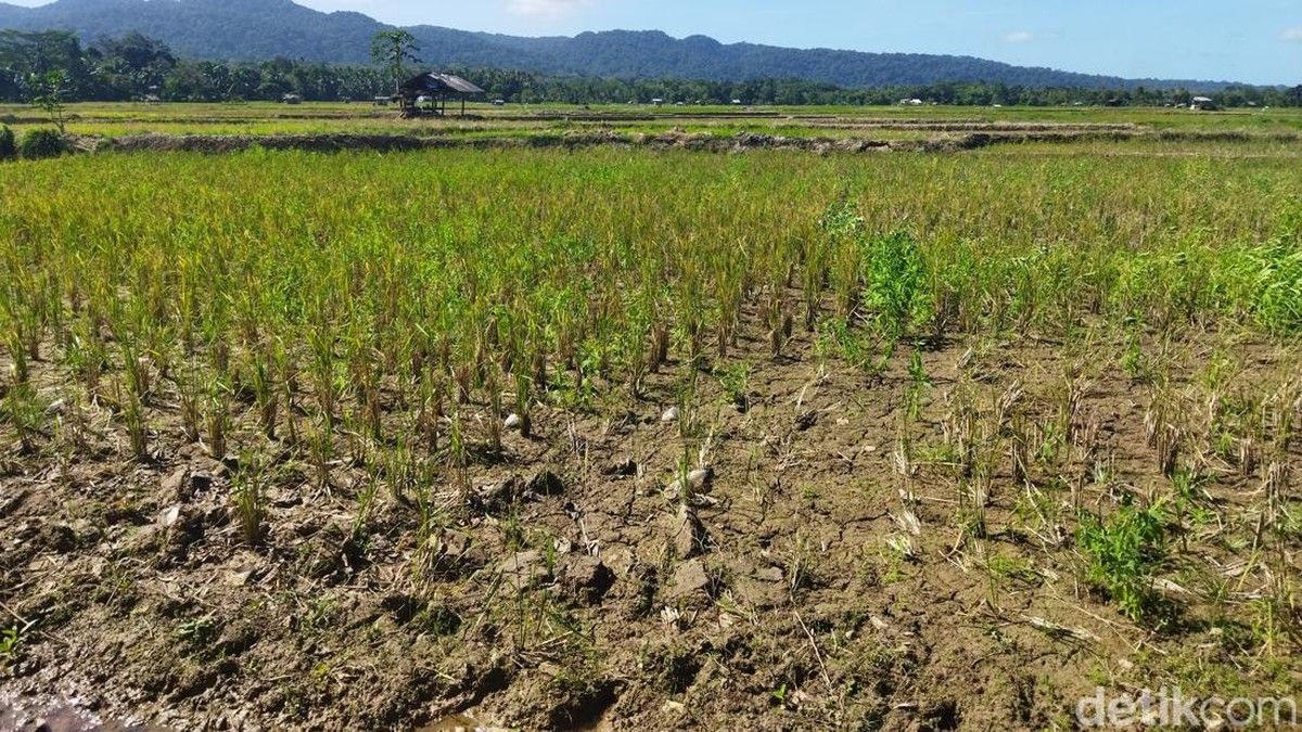 Suhu Pasifik Memanas Ilmuwan Peringatkan Ancaman El Nino Super 2026