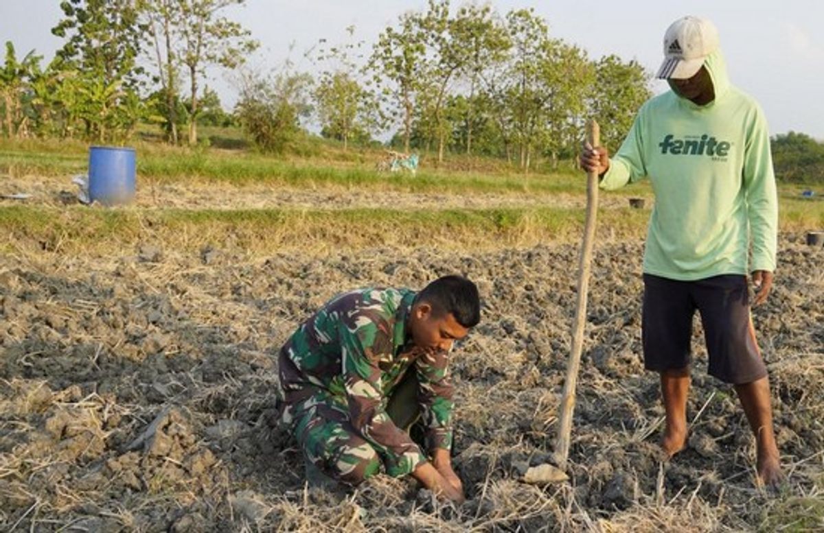 Satgas TMMD 129 Kodim Bojonegoro Bantu Petani Menanam Tembakau