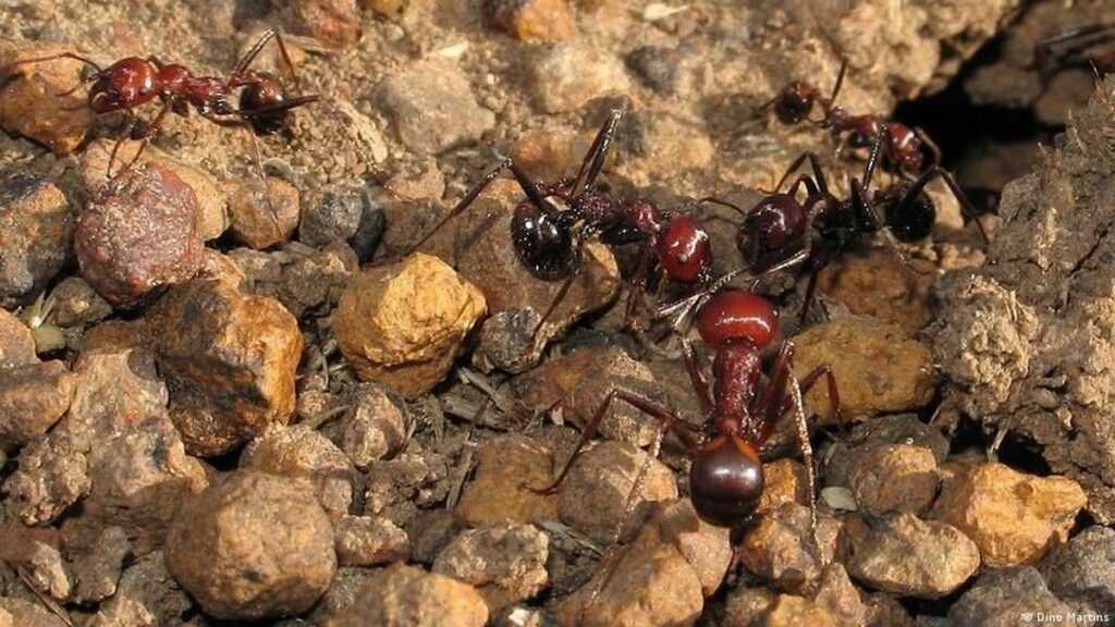 Kenya Adili Penyelundupan Ratu Semut Pemanen Raksasa Afrika