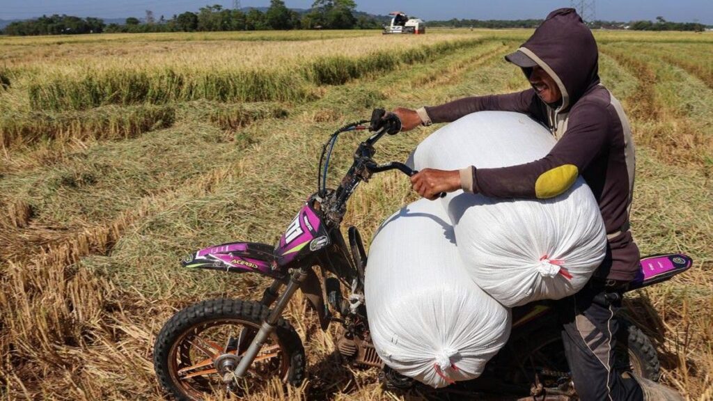 BPS Proyeksikan Produksi Beras Nasional Capai 2871 Juta Ton