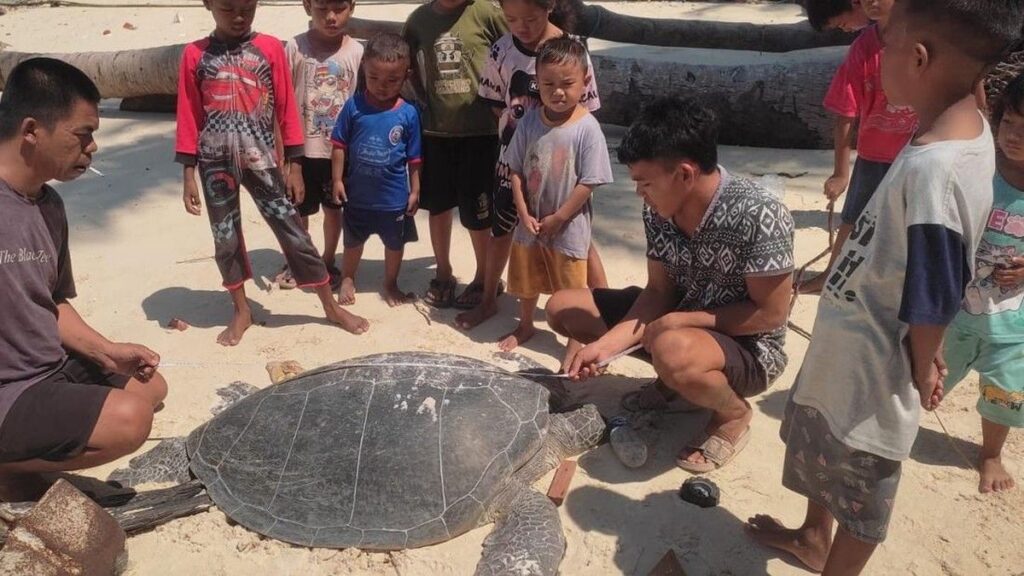 Penyu Mati Dibelah di Berau Telurnya Diduga Dicuri