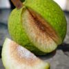 Manfaat dan Kandungan Nutrisi Buah Sukun untuk Kesehatan
