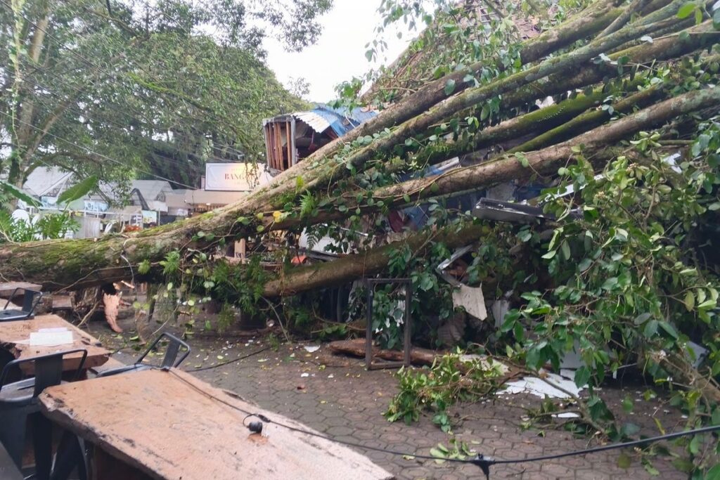 Pelaku Penebangan 12 Pohon Ilegal di Cijerah Bandung Serahkan Diri