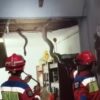 Damkar Evakuasi Tiga Ular Sanca dari Plafon Rumah Warga Jagakarsa