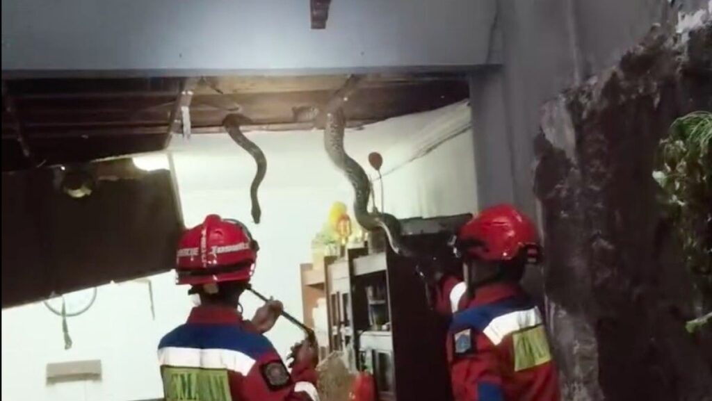 Damkar Evakuasi Tiga Ular Sanca dari Plafon Rumah Warga Jagakarsa