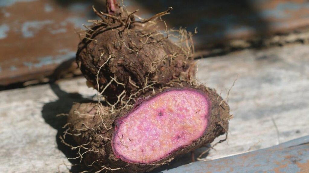 Ketergantungan Impor Bahan Baku Ube Menjadi Ceruk Potensi Budidaya Lokal