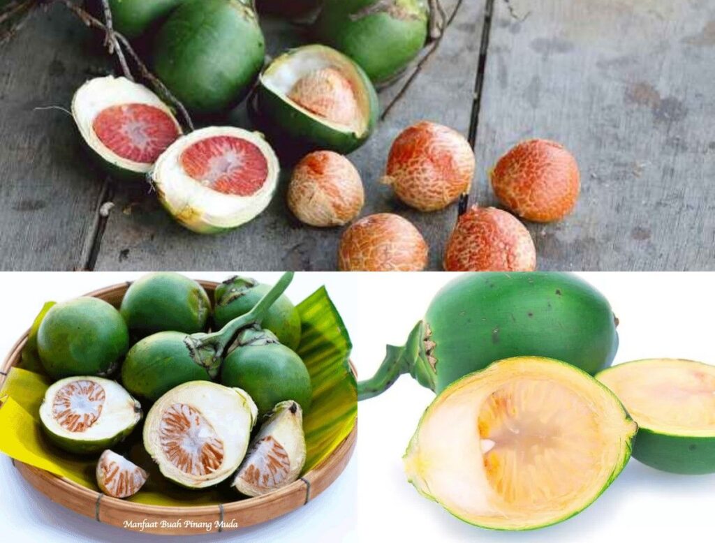 Cara Meracik Buah Pinang Muda untuk Vitalitas Pria dan Pemulihan Rahim