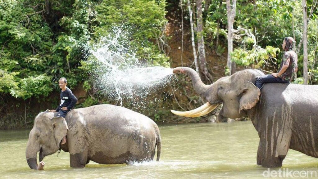 Kemenhut Perkuat SRAK Guna Selamatkan Populasi Gajah Sumatera