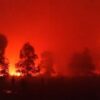 Kebakaran Lahan Taman Nasional Way Kambas Meluas Hingga 673 Hektare