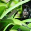 Humanzee ditelusuri setelah klaim kelahiran di Florida