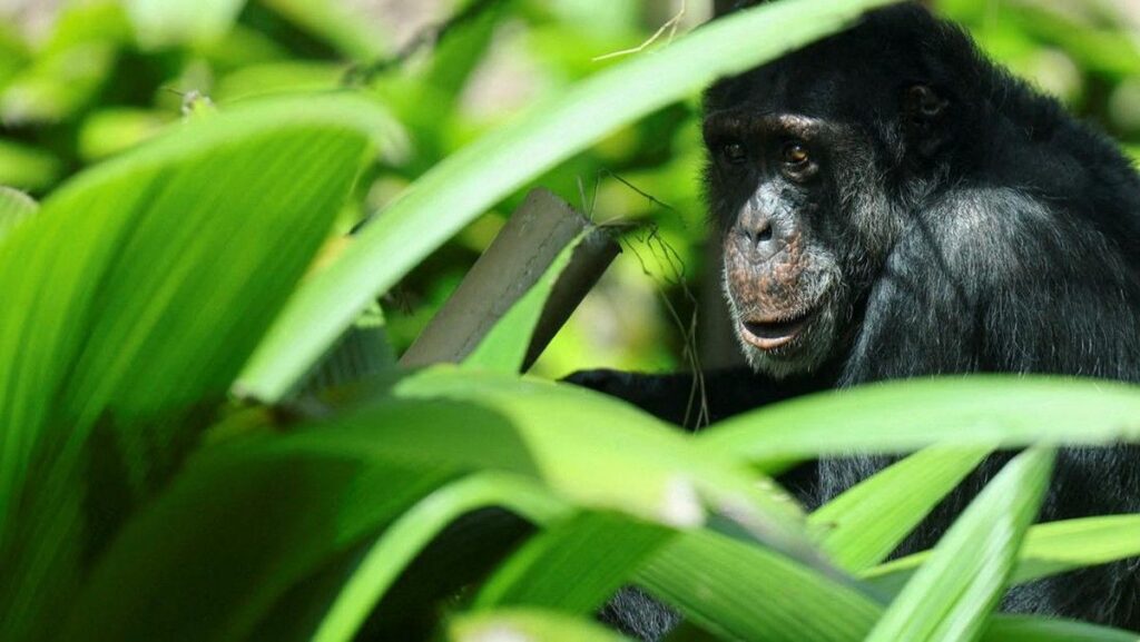 Humanzee ditelusuri setelah klaim kelahiran di Florida