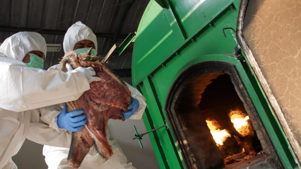 Karantina Banten Gagalkan Pengiriman 3 Ton Daging Celeng Ilegal di Merak