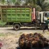 Astra Agro Kembangkan Varietas Sawit Unggul untuk Dongkrak Produksi