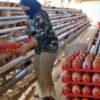 Bapanas Usul Tambah Kuota SPHP Jagung Pakan 150 Ribu Ton