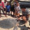 Penyu Mati Dibelah di Berau Seluruh Telur Diduga Curi