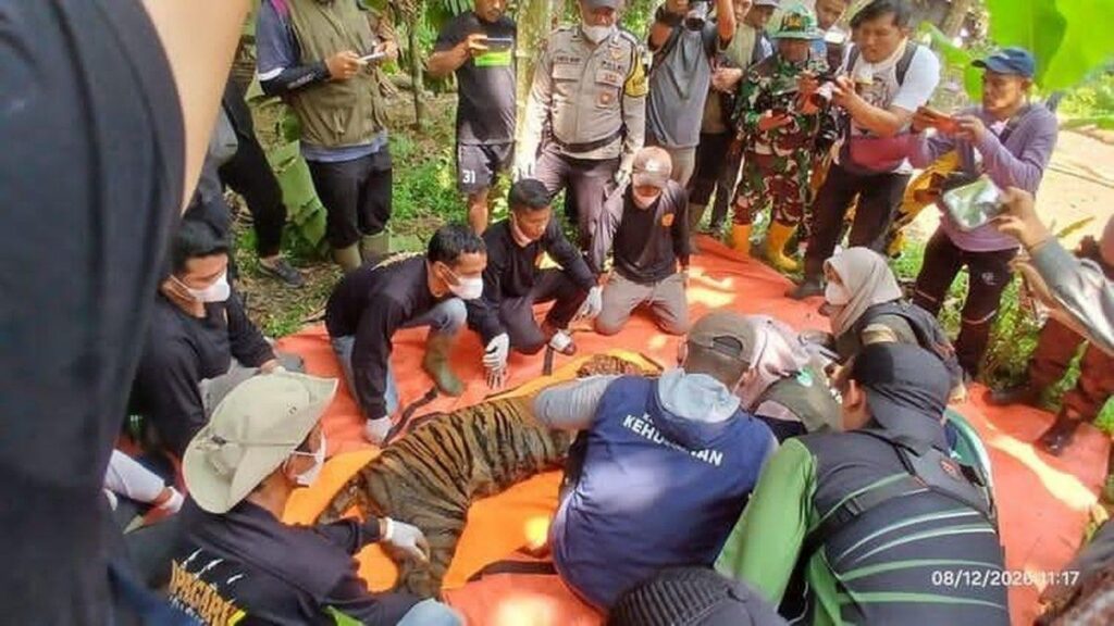 BKSDA Sumatera Barat Evakuasi Harimau Pemangsa Ternak di Agam