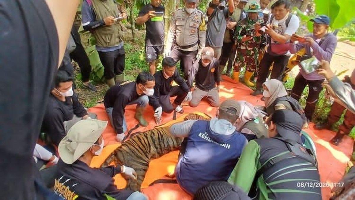BKSDA Sumatera Barat Evakuasi Harimau Pemangsa Ternak di Agam