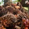 BPS Sebut Penerapan Biodiesel B50 Pengaruhi Ekspor Minyak Sawit