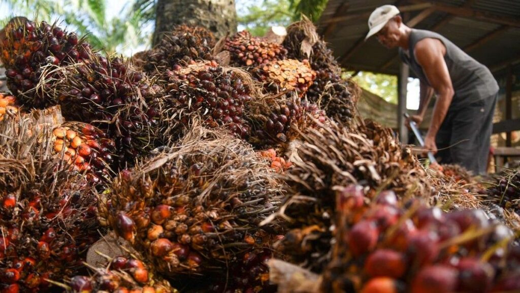BPS Sebut Penerapan Biodiesel B50 Pengaruhi Ekspor Minyak Sawit