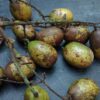 Buah Matoa Kaya Nutrisi dan Mendukung Kesehatan Tubuh