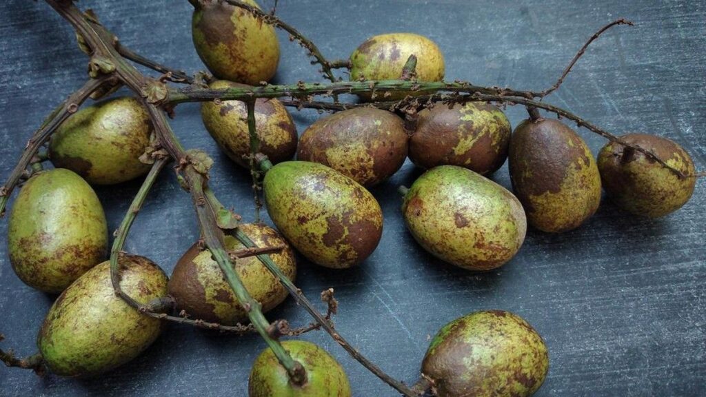 Buah Matoa Kaya Nutrisi dan Mendukung Kesehatan Tubuh