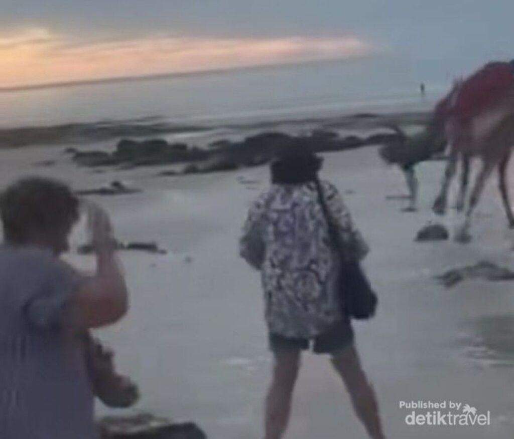 Unta Ngamuk di Cable Beach Broome Lempar Dua Turis hingga Cedera