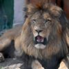 Four Paws Evakuasi 30 Satwa Liar Bekas Lujan Zoo Argentina