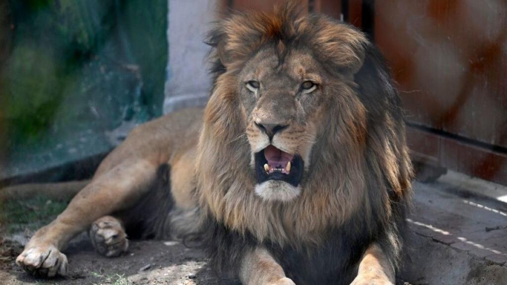 Four Paws Evakuasi 30 Satwa Liar Bekas Lujan Zoo Argentina