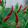 CDC Terbitkan Peringatan Wabah Salmonella Cabai Jalapeno di AS